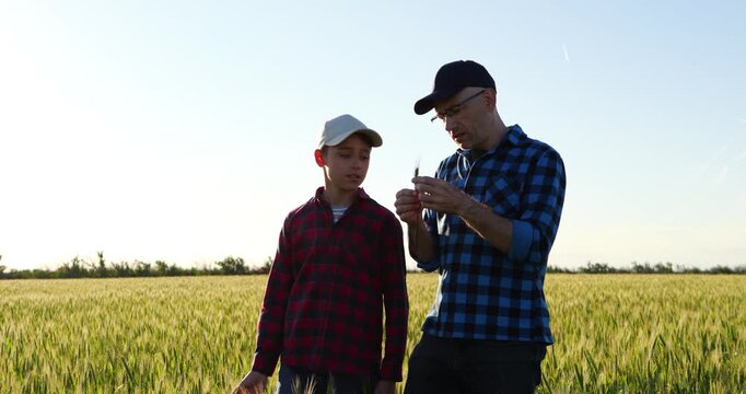Father and son walking through green wheat field while discussing crops and smiling together. Father shows wheat plant with ear to child, sharing knowledge, curiosity and appreciation of nature.