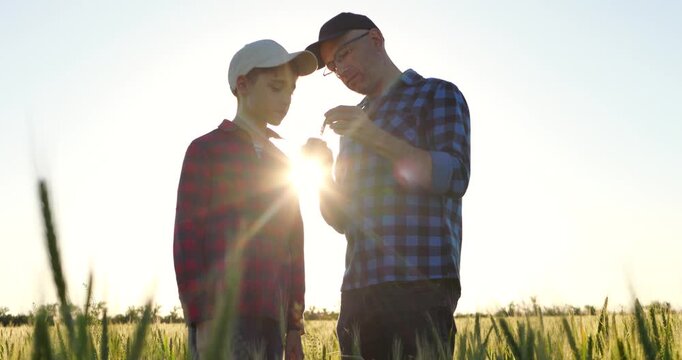 Father and son explore nature in golden field. Dad and boy discover plants and share knowledge during sunny day. Bonding time creates joyful atmosphere.