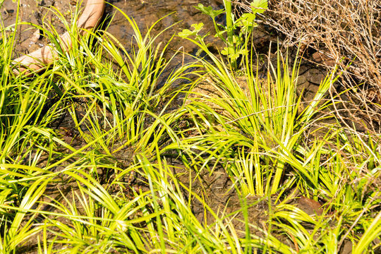 Zypergras segge or Carex Bohemica plant in Zurich in Switzerland 21.5.2026