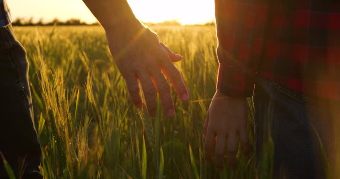 Father and son gently touch wheat plants while walking through field at sunset. Golden hour scene represents respect for agriculture, stewardship of land and appreciation of rural life.