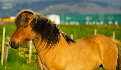 Profile portrait of an Icelandic horse in a green pasture with dramatic storm clouds © Oleksandr Kashcheiev
