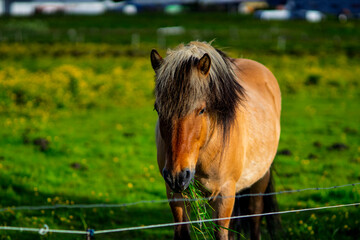 Naklejka premium Icelandic horse eating fresh grass in a green pasture