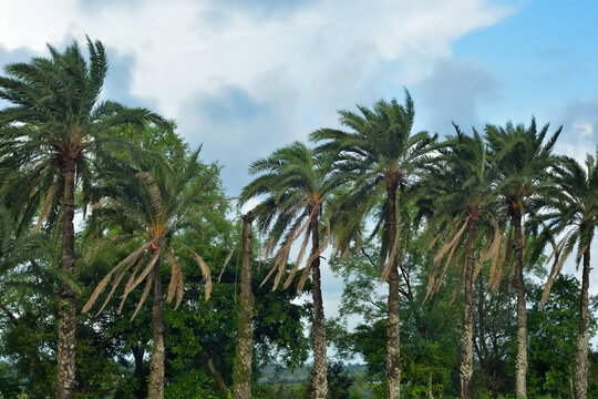 A wide, landscape photograph capturing a long, dense row of wild silver date palm trees (Phoenix sylvestris) growing along a grassy riverbank. The calm water surface fills the lower frame, while 
