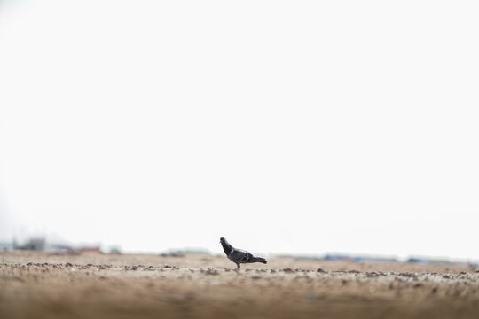 Seagull on the beach