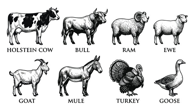 Collection of various farm animals including cow bull ram ewe goat mule turkey and goose in a simple illustration