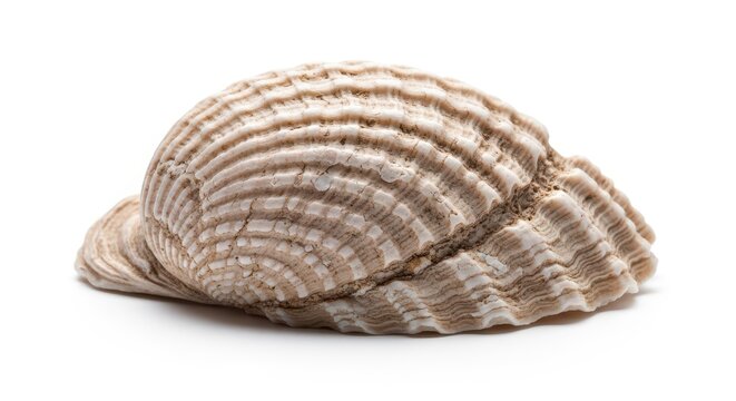 Magnificent natural pearl oyster shell captured close up, displaying the rough, ridged exterior texture common to marine bivalves, mother-of-pearl, macro, ocean