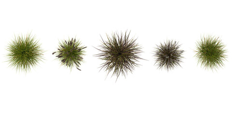 Obraz premium Collection of Pennisetum plants on transparent background from the top view