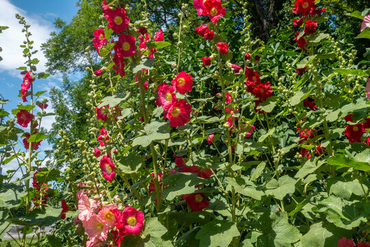 A multitude of bright red mallow