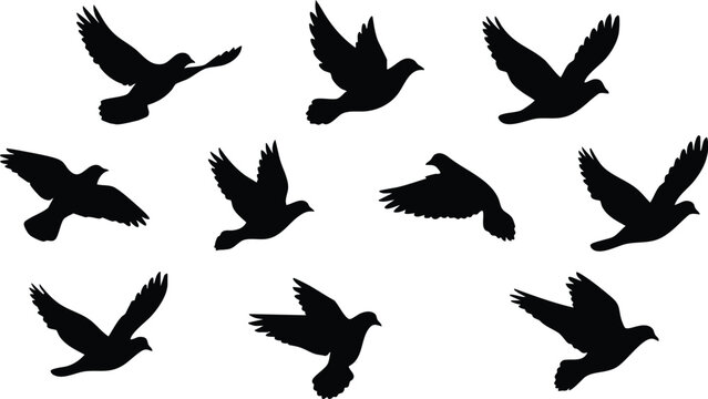 Set of black bird silhouettes in flight showing various wing positions and angles isolated on a white background, for applications