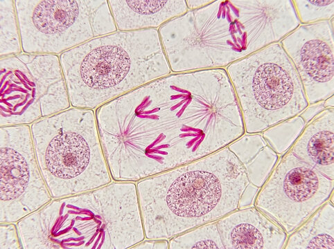 Mitosis and plant cell division under a light microscope.