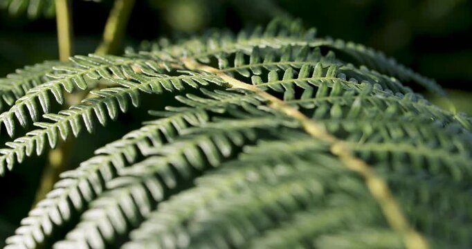 Green fern leaf macro revealing beautiful texture
