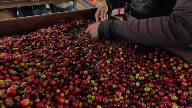 Manual quality control process showing a worker picking through a dense batch of harvested coffee berries