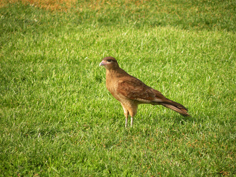 Chimango on the grass, also called Tiuque, native to South America