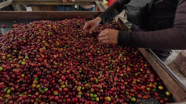 Hands of coffee farmers sorting and spreading harvested red cherries on a large mesh table.