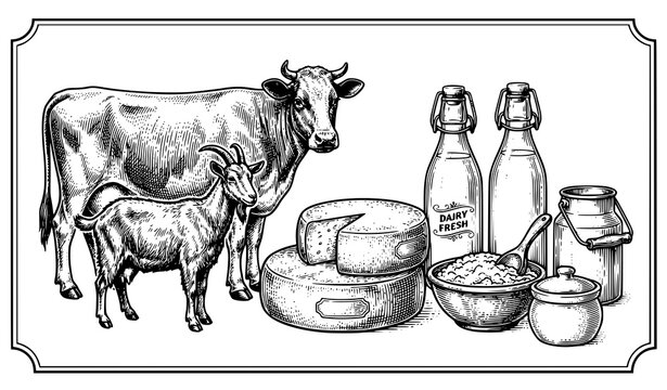 Vintage Dairy Products Engraving with Cow Goat Cheese and Milk Vector EPS