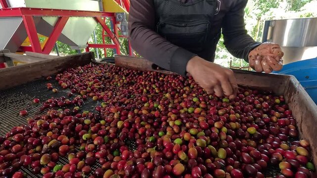 Coffee worker manually sorting and selecting ripe red coffee cherries on a sorting table