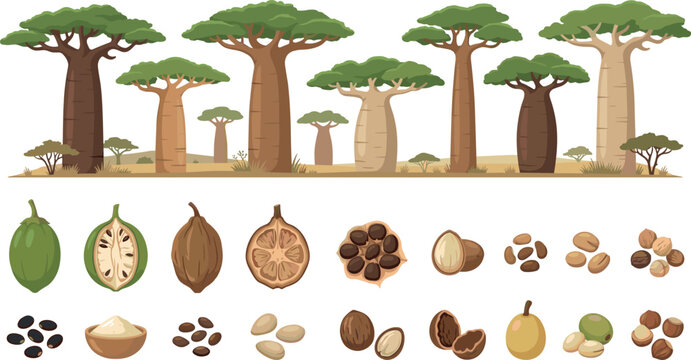 Vector illustration collection of african baobab trees and botanical elements including pods seeds cross sections and fruit isolated on white background