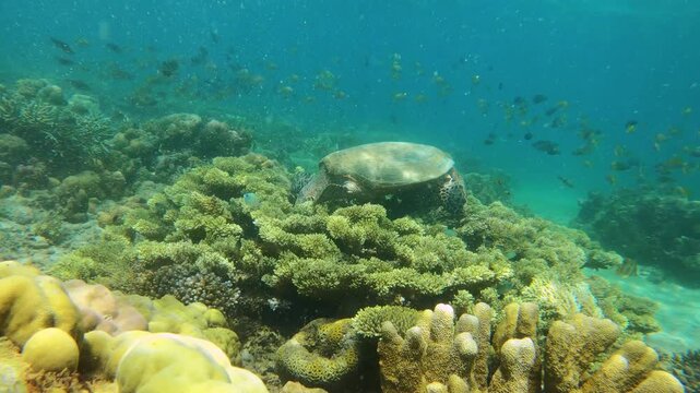 Close up view swimming close to a sea turtle relaxing eating at the bottom of sea and ocean of green finger branching Staghorn various corals with sunlight hue ray shine at Siete Pecados Marine Park C