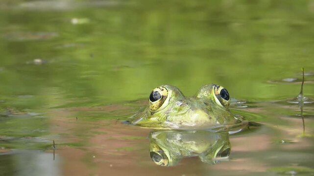 Frog in Water close Up