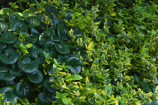 Vibrant Green Yellow Variegated Euonymus and Dark Asarum Foliage Natural Graphic Resource Background