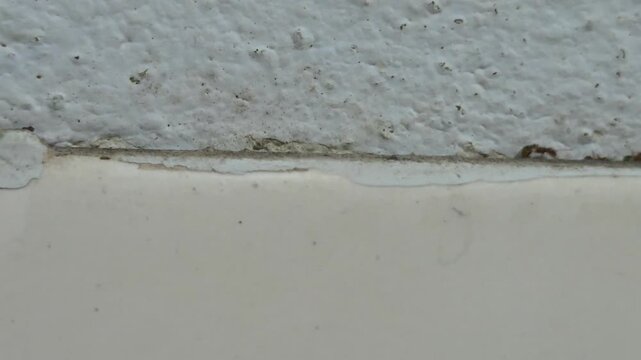 Line of Small Ants Crawling Along a Wall Seam