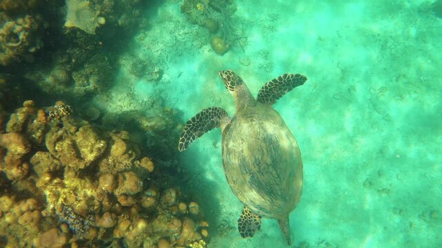 slow motion of up to down view to a sea turtle relaxing swimming around coral at the bottom of sea and ocean of green finger branching Staghorn various corals with sunlight hue ray shine at Siete Peca