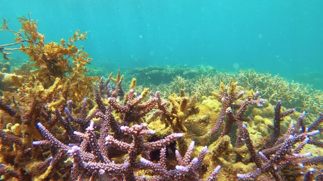 slow motion still view of blue purple lavender finger branching Staghorn corals covered by Coralline algae with particle flowing in the water at Siete Pecados Marine Park Coron Philippines