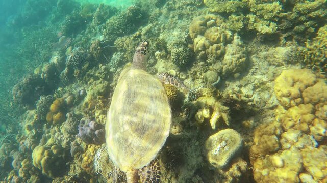 Close up view to a sea turtle relaxing swimming along the bottom of sea and ocean of green finger branching Staghorn various corals with sunlight hue ray shine at Siete Pecados Marine Park Coron Phili