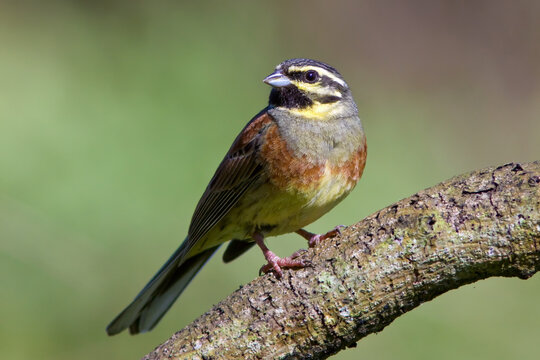 Cirl bunting (Emberiza cirlus) male bird perched on a mossy branch with smooth green background. Elegant wildlife portrait for birdwatching themes.
