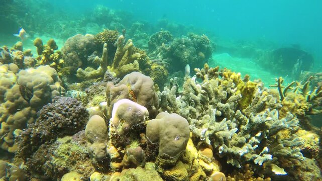 close up swimming along the bottom of sea and ocean of green finger branching Staghorn various corals with sunlight hue ray shine at Siete Pecados Marine Park Coron Philippines
