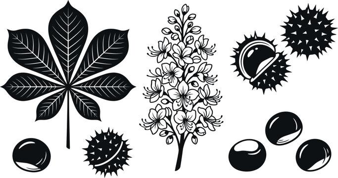 Set of black and white horse chestnut tree leaves flowers and nuts botanical elements for nature design illustration