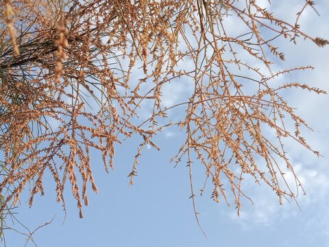 Fresh Tamarix aphylla flowers blooming on delicate branches against a clear blue sky, showcasing the natural beauty of the Athel tamarisk tree in bright daylight with fine botanical detail.