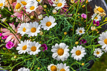Fototapeta premium Close-up view of white daisy blossoms with yellow centers growing in garden planter. Sweden.