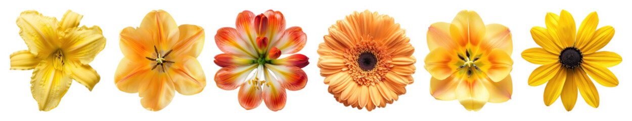 Obraz premium PNG Vibrant floral arrangement display on transparent background