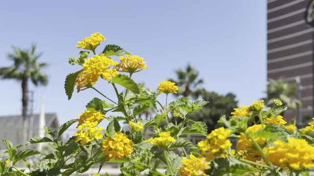 Lantana depressa, It is a shrub and grows primarily in the subtropical biome. Las Vegas Boulevard, Clark County, Nevada. Basin and Range Province, Mojave Desert. shrub verbenas or lantanas.