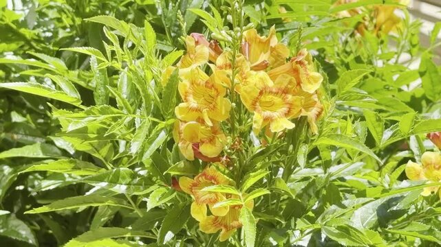 Tecoma stans, flowering perennial shrub in the trumpet vine family, Bignoniaceae. yellow trumpetbush. Las Vegas Valley, Clark County, Nevada. Basin and Range Province, Mojave Desert. Encore Las Vegas
