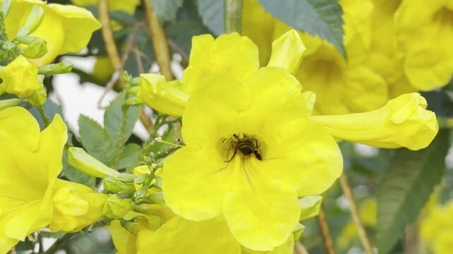 Tecoma stans, flowering perennial shrub in the trumpet vine family, Bignoniaceae. yellow trumpetbush. Las Vegas Strip, Clark County, Nevada. Basin and Range Province, Mojave Desert. Caesars Palace