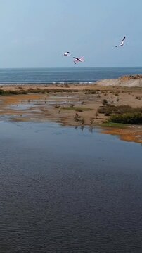 Flamingos in flight, karachi pakistan 