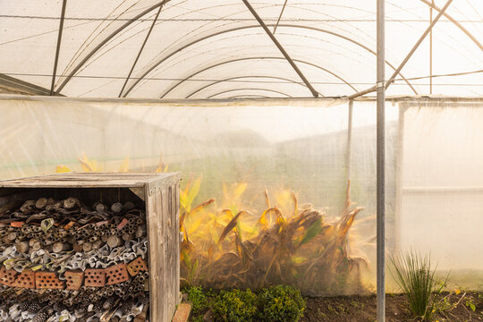 large commercial greenhouse, Stellenbosch, South Africa