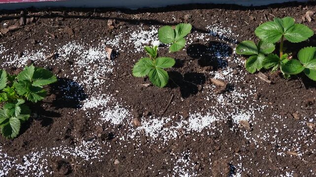 White fertilizer mineral granules scattered around young green strawberry seedlings. Rich topsoil, sunny outdoor. Soil infused fertilizers supports plant development. Garden area, fertilized plants