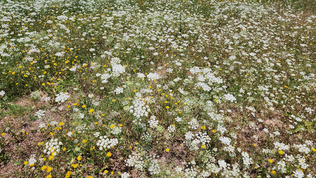 A natural Mediterranean meadow filled with the delicate white blooms of Wild Carrot, also known as Queen Anne's lace.