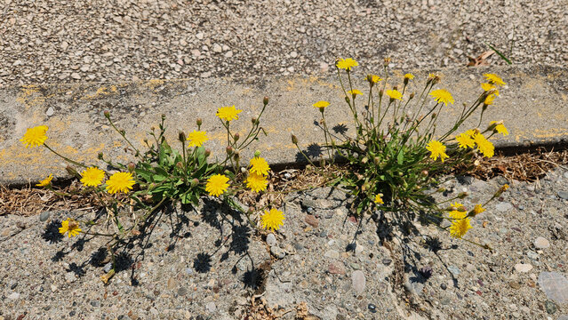 A yellow wildflower sprouts between the concrete sidewalk stones in the city, acting as a beautiful reminder of nature's resilience.