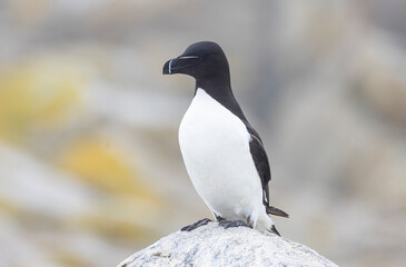 Fototapeta premium Razorbill on Machias Seal Island