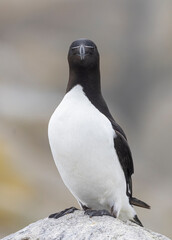 Fototapeta premium Razorbill on Machias Seal Island