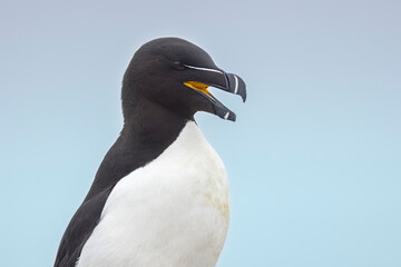 Fototapeta premium Razorbill on Machias Seal Island