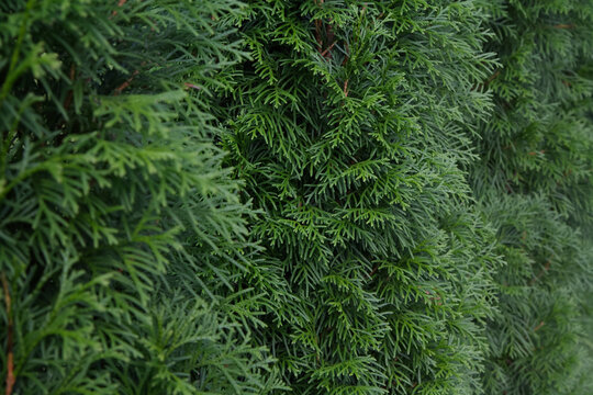 A Dense and Textured Wall of Vibrant Green Thuja Hedge Leaves