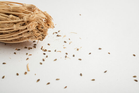 Dried Ammi visnaga Umbel Seedhead with Scattered Seeds on