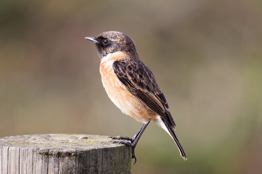 European stonechat (Saxicola rubicola) male bird perched outdoors with a soft blurred background. Elegant wildlife portrait for birdwatching themes.

