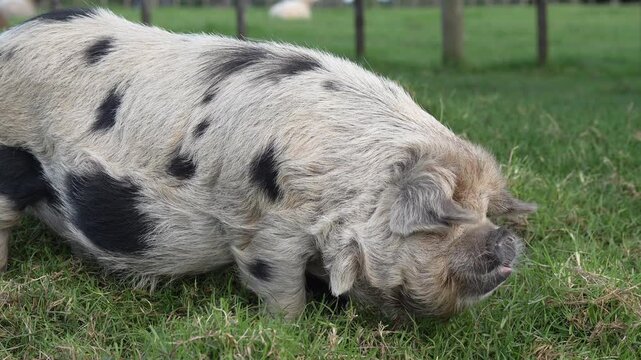 Large Black and White Kunekune Pig in Paddock Eating Grass 