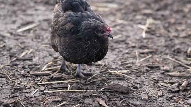 Close-up of a black hen foraging on the ground in a farmyard setting